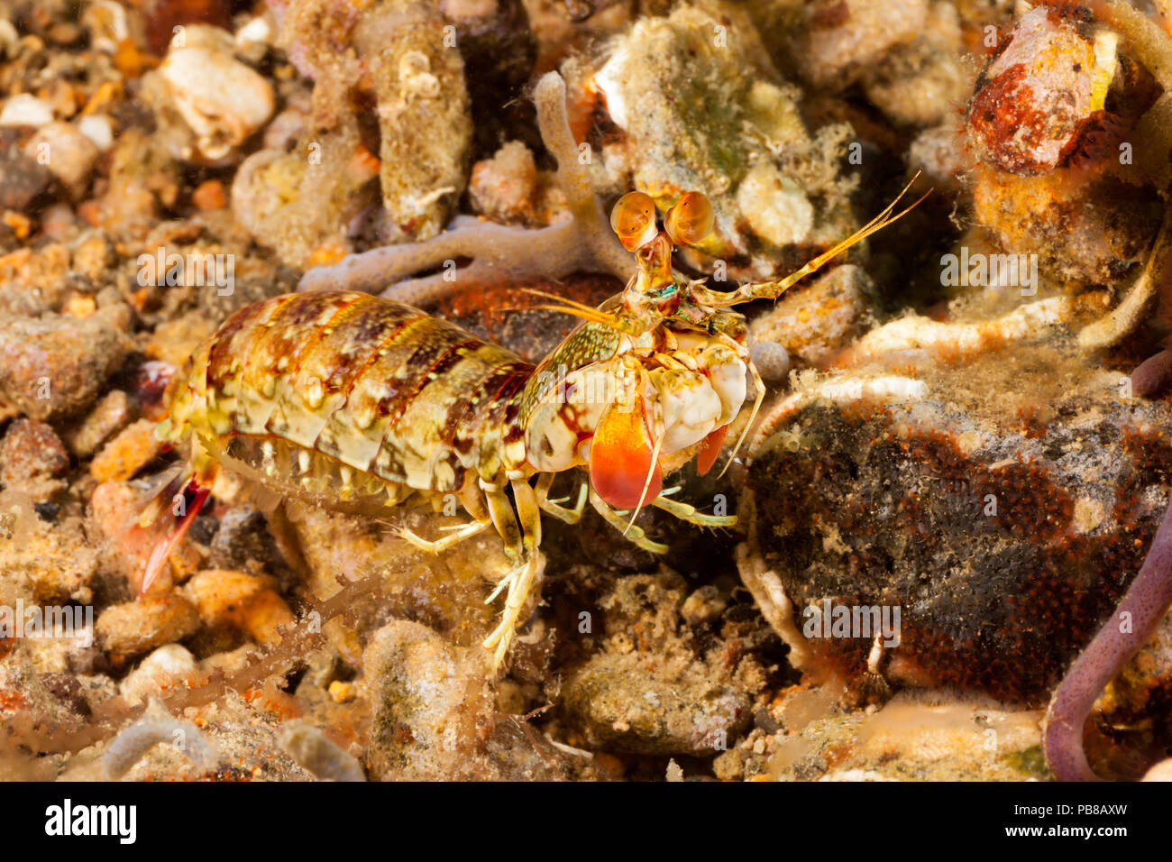 La queue rose crevette mantis, Odontodactylus latirostris, vit dans un terrier en forme de "U" et est rarement vu sur le récif de nourriture pendant la journée, Philippe Banque D'Images