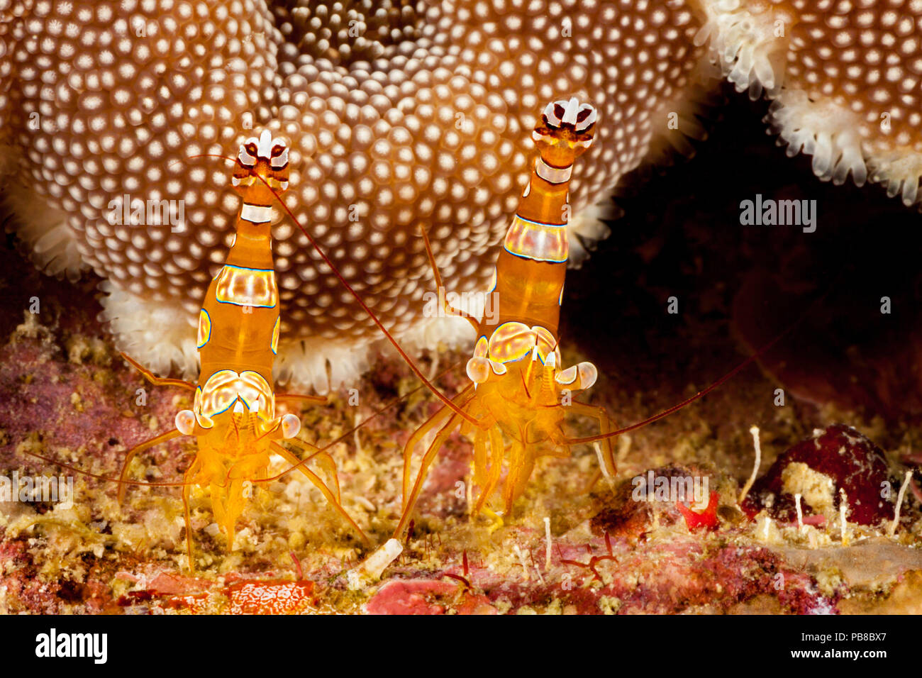 Une paire de minuscules crevettes squat, Thor amboinensis, Philippines. Banque D'Images