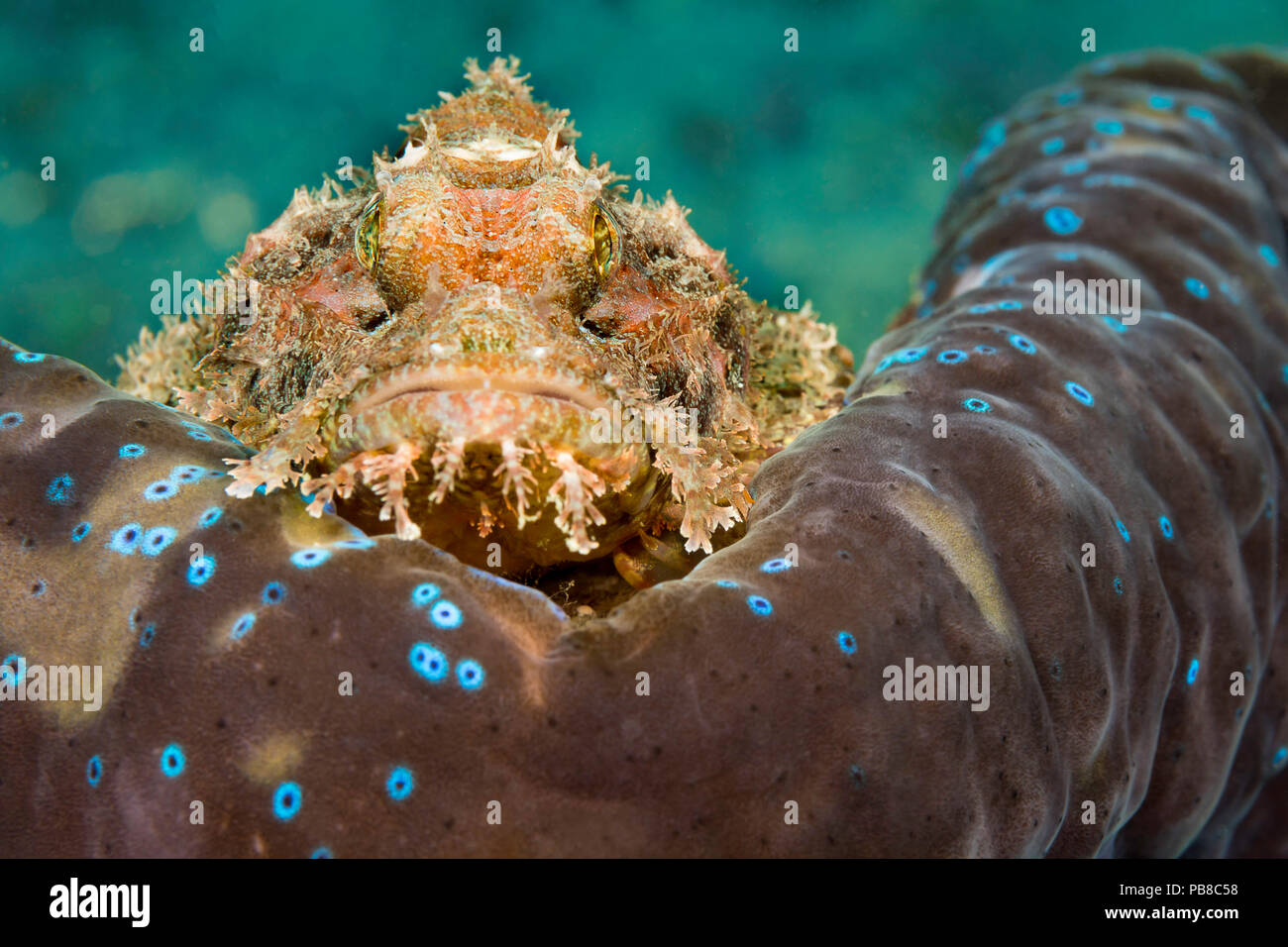 Cette Scorpaenopsis oxycephala rascasses, commune, est perché sur le rebord du manteau d'un géant tridacna clam, Tridacna gigas. Il s'agit d'épines venimeuses peuvent i Banque D'Images