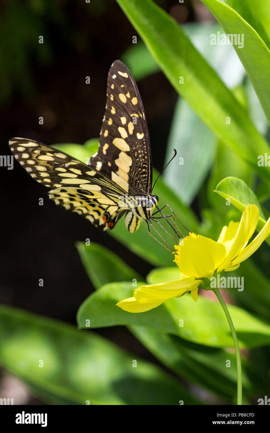 Swallowtail Butterfly ou de lime, machaon machaon à damiers et scientifiquement appelé Papilio demoleus vu ici l'alimentation avec proboscis étendu Banque D'Images