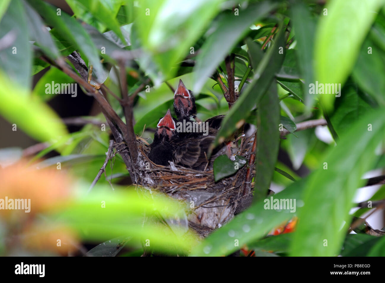 Dhaka, Bangladesh - 26 mai 2012 : oiseaux oiseau Bulbul Nightingale ou les parents et leurs bébés de nid de Dhaka, Bangladesh. Banque D'Images