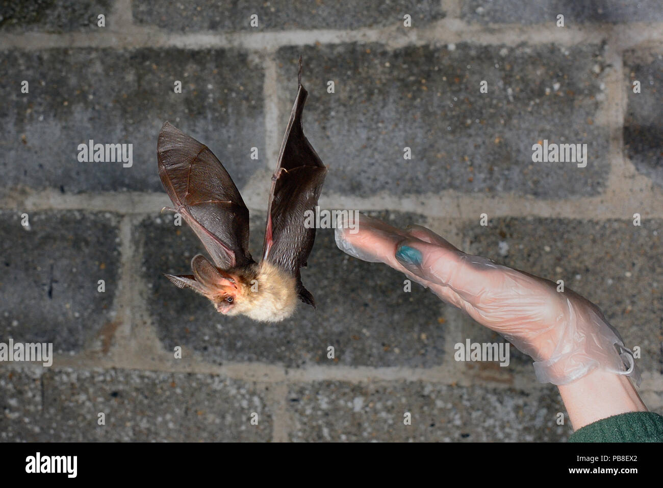 Secouru Brown (Plecotus auritus) vole d'une main pendant qu'elle a la capacité de voler à l'essai dans une cage de vol avant la publication retour à l'état sauvage, North Devon Bat Soins, Barnstaple, Devon, Royaume-Uni, juin 2016. Parution du modèle Banque D'Images