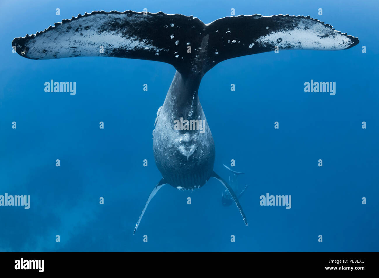 Baleine à bosse (Megaptera novaeangliae), fluke de femelle avec veau mâle jouer ci-dessous, Vava'u, Tonga, l'océan Pacifique. Banque D'Images