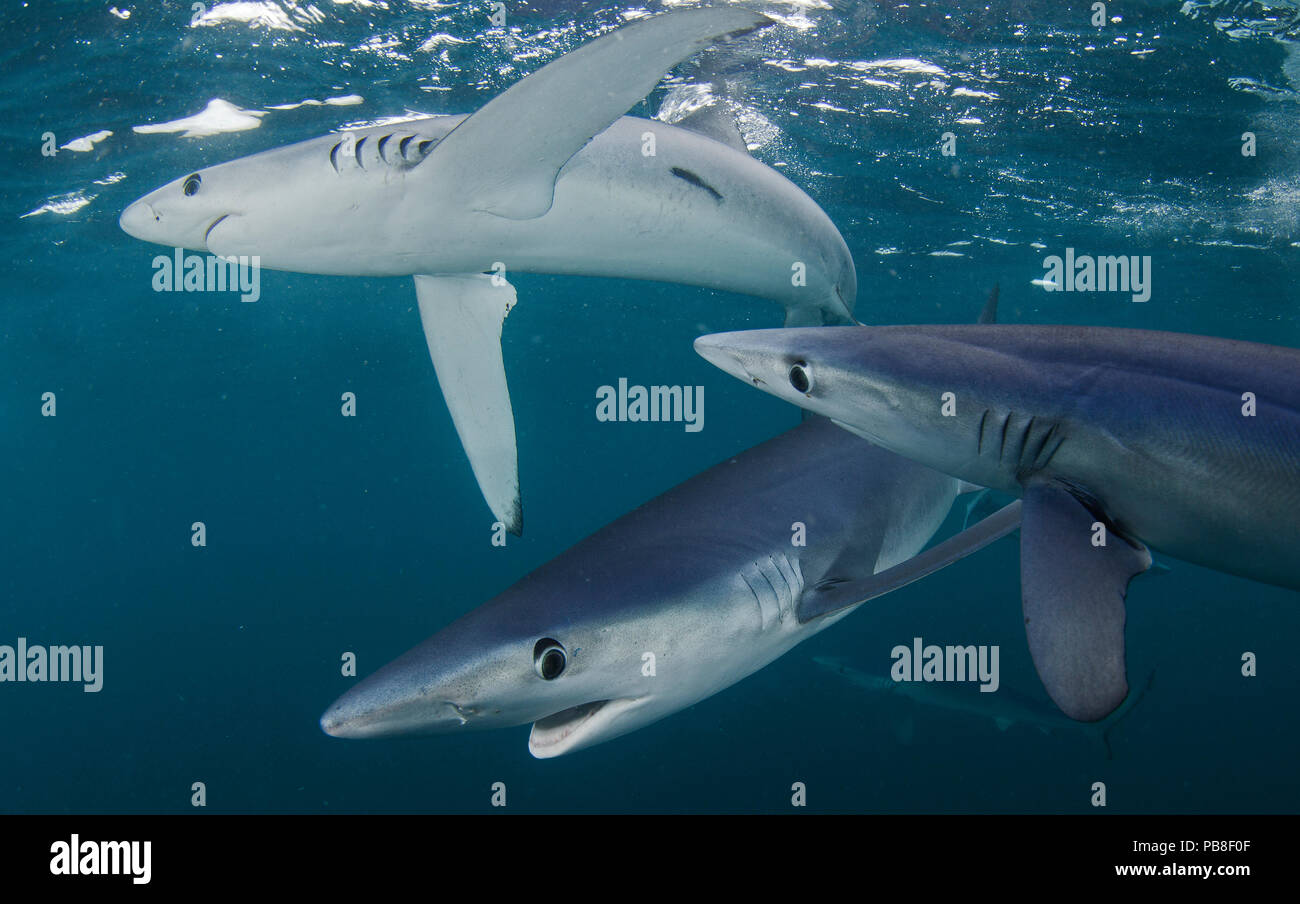Le requin bleu (Prionace glauca) groupe de trois, Le Cap, Afrique du Sud, février. Banque D'Images