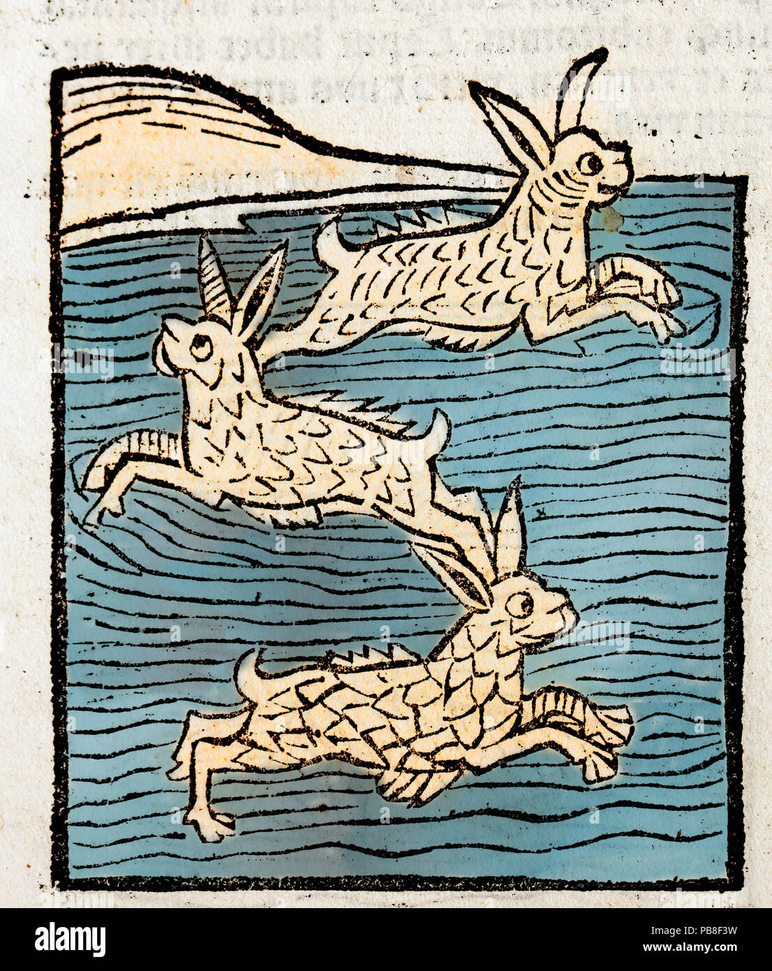 Illustration sur bois des lièvres de mer (Hortus Sanitatis Ortus) 1491 - traduit du latin comme "Jardin de santé". Au cours du Moyen-âge toutes sortes d'animaux terrestres ont été pensé pour avoir leur propre échelle et équivalents à ailettes dans la mer. L'Hortus a été la première encyclopédie d'histoire naturelle imprimé et publié par Jacob Meydenbach à Mainz, Allemagne en 1491 décrivant les plantes et les animaux (à la fois réelle et mythique) ainsi que des minéraux. Banque D'Images