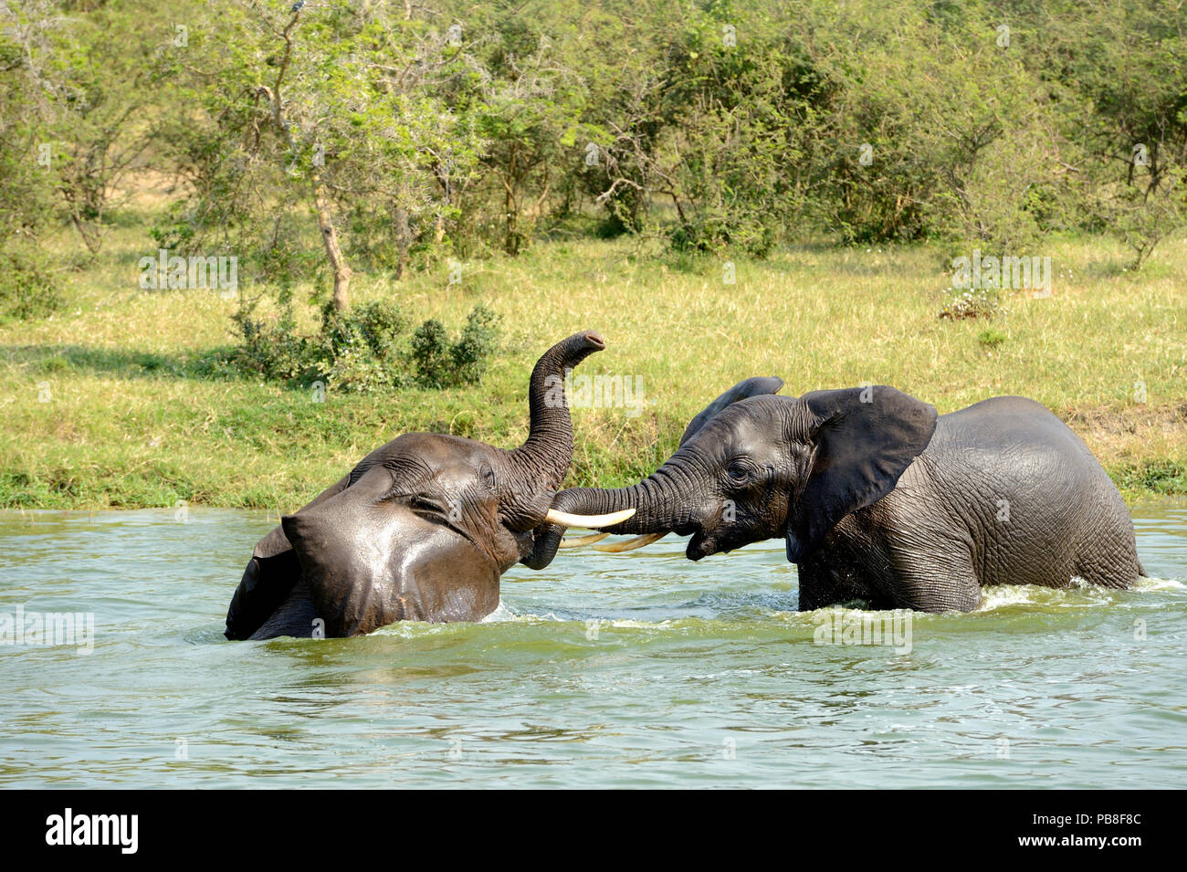 Deux mineurs l'éléphant (Loxodonta africana) baignade et faire semblant de se battre, le lac Édouard, le Parc national Queen Elizabeth, l'Ouganda, l'Afrique Banque D'Images Deux mineurs l'éléphant (Loxodonta africana) baignade et faire semblant de se battre, le lac Édouard, le Parc national Queen Elizabeth, l'Ouganda, l'Afrique Banque D'Images