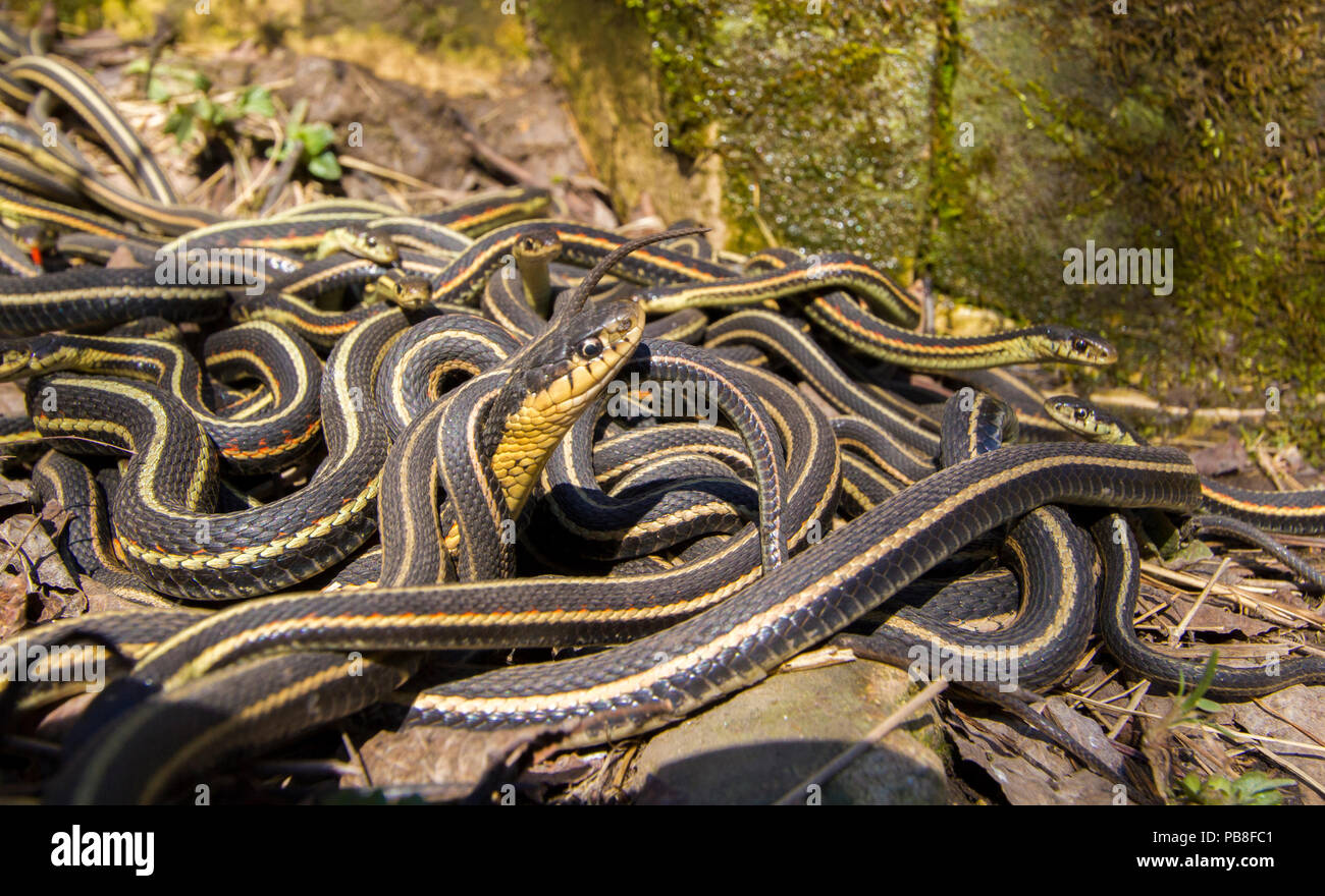 Côté rouge couleuvres (Thamnophis sirtalis parietalis) à l'extérieur de l'hibernation dens, Narcisse Snake Dens, Manitoba, Canada. Le serpent au premier plan est une femelle . Elle est entourée par les petits hommes. Les cavernes abritent plus de 50 000 de couleuvres, ce qui en fait la plus grande concentration de serpents sur la planète. Juin Banque D'Images