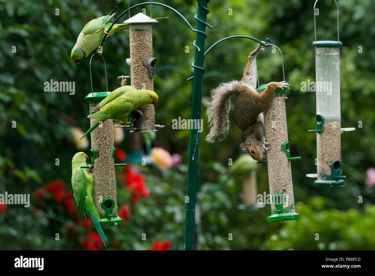 L'écureuil gris (Sciurus carolinensis) et Rose-ringed / perruches à collier (Psittacula krameri) sur les mangeoires. Londres, Royaume-Uni. Banque D'Images