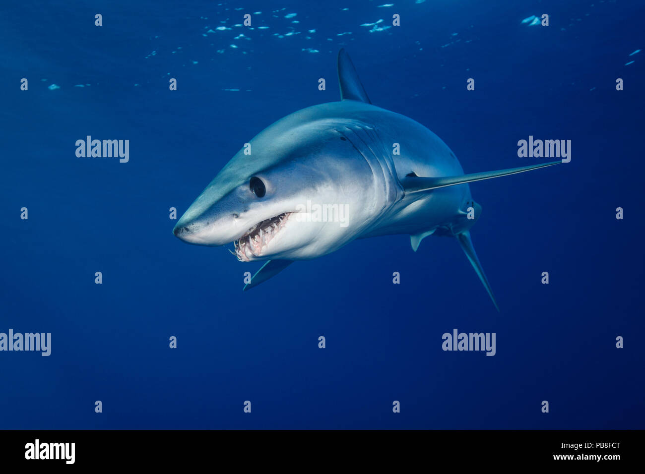 Le requin-taupe bleu (Isurus oxyrinchus) portrait de profil, au large de la côte ouest d'Auckland, Nouvelle-Zélande, Février Banque D'Images