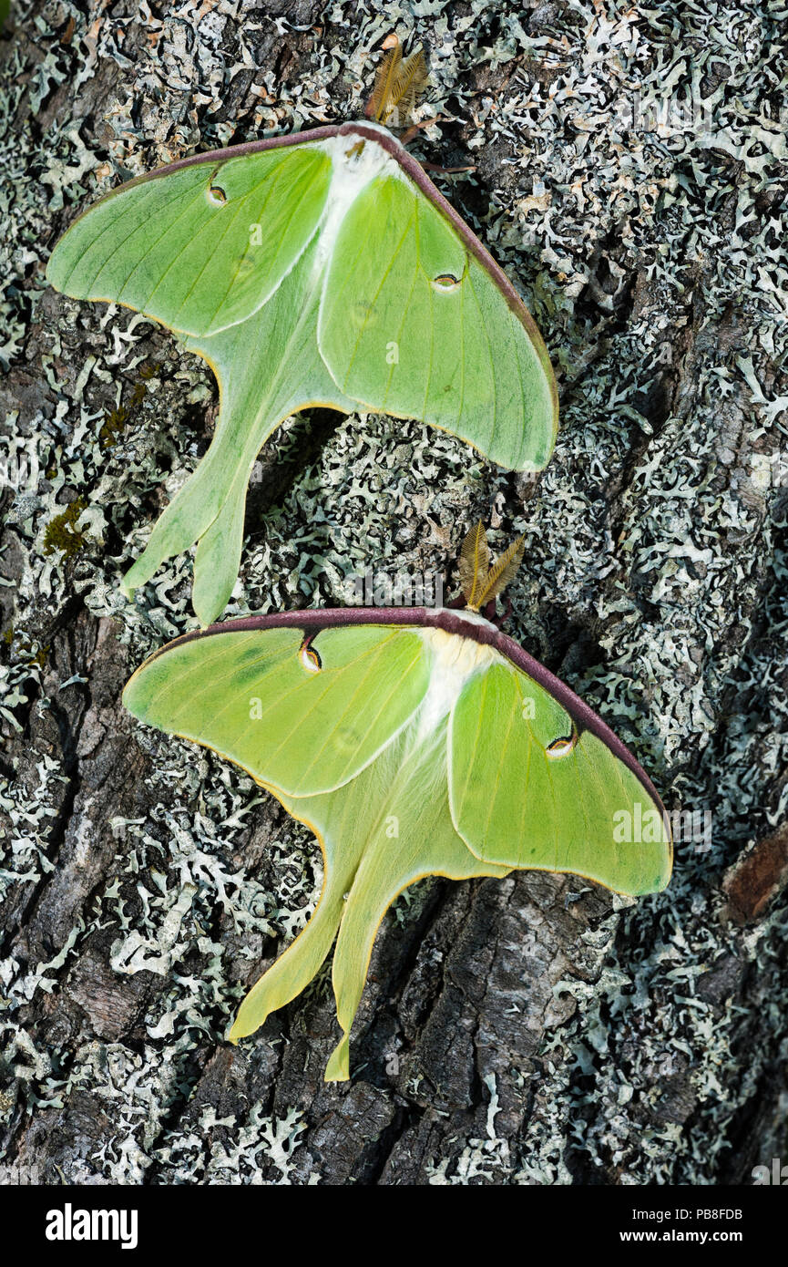 Papillons (Actias luna luna) Nouveau Brunswick, Canada, juin. Banque D'Images