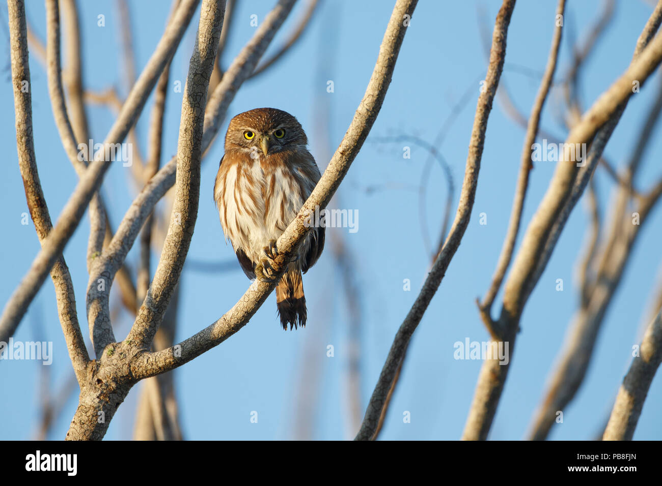 Chevêchette brune (Glaucidium brasilianum). Yucatan. Le Mexique. Février. Banque D'Images