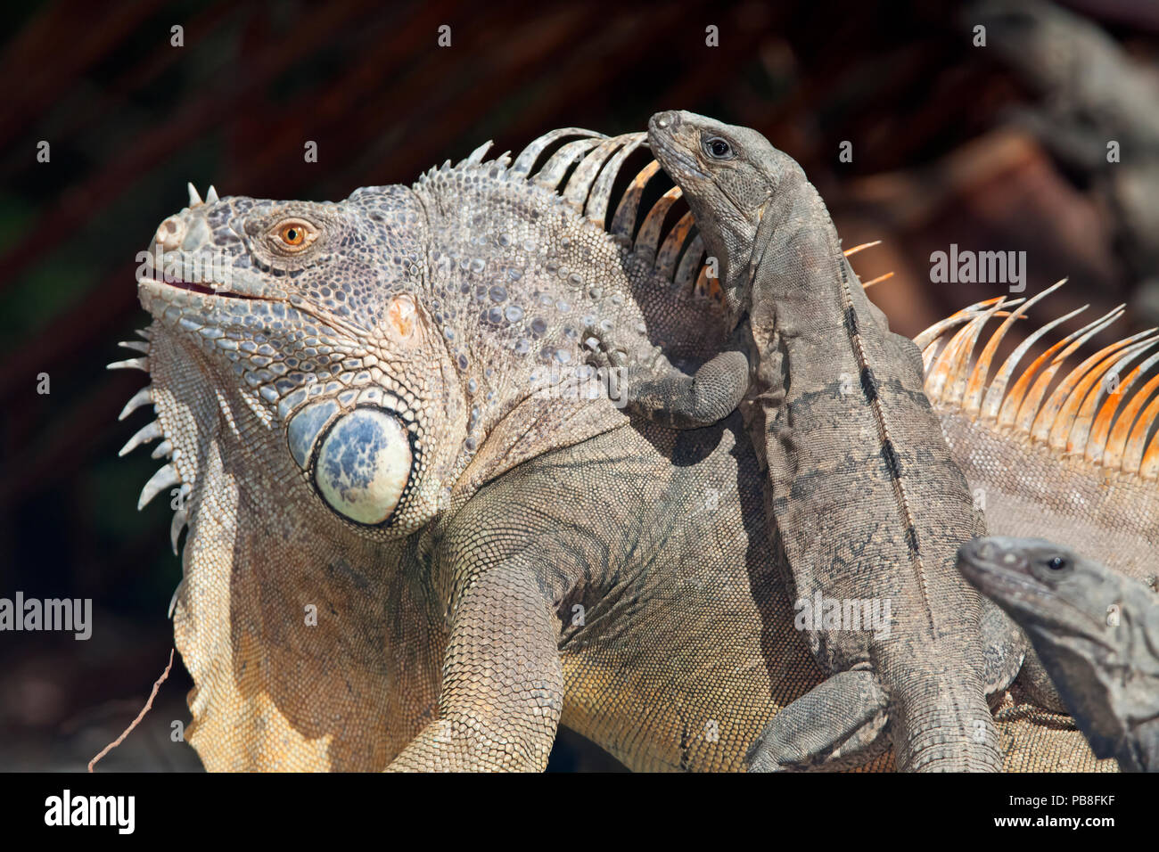 L'iguane commun (Ctenosaura similis) escalade iguane vert (Iguana iguana), la Réserve de biosphère de Banco Chinchorro, Caraïbes, Mexique Banque D'Images