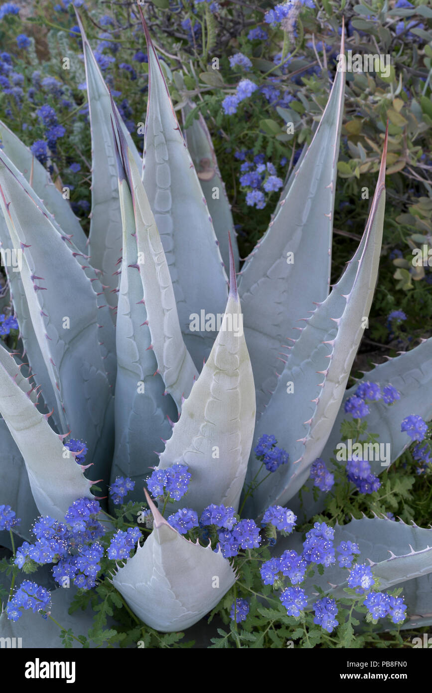 Cran-feuille-scorpion (lutte contre les mauvaises herbes en fleurs autour de Phacelia crenulata) d'agave (Agave désert desertii) à Glorieta, Anza-Borrego Canyon State Park, Californie, USA, mars 2017. Ces plantes fleurissent pendant le plus grand 'super-bloom dans ans provoqué par l'augmentation des pluies hivernales. Banque D'Images