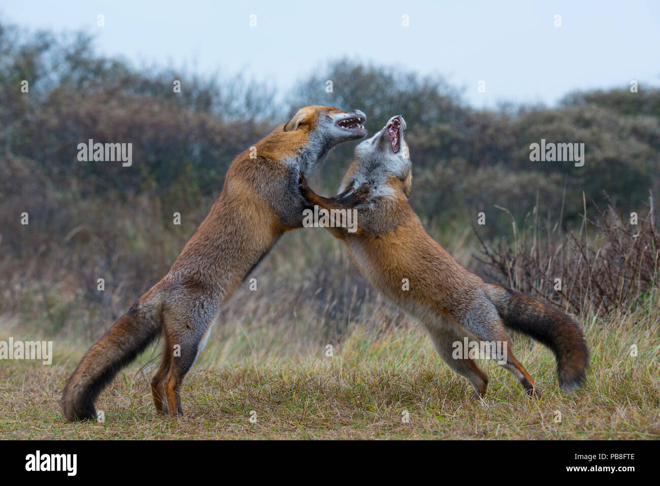 Deux renards roux (Vulpes vulpes), Combats Waterleidingduinen Amsterdamse, près de Zandvoort, Pays-Bas, novembre. Banque D'Images