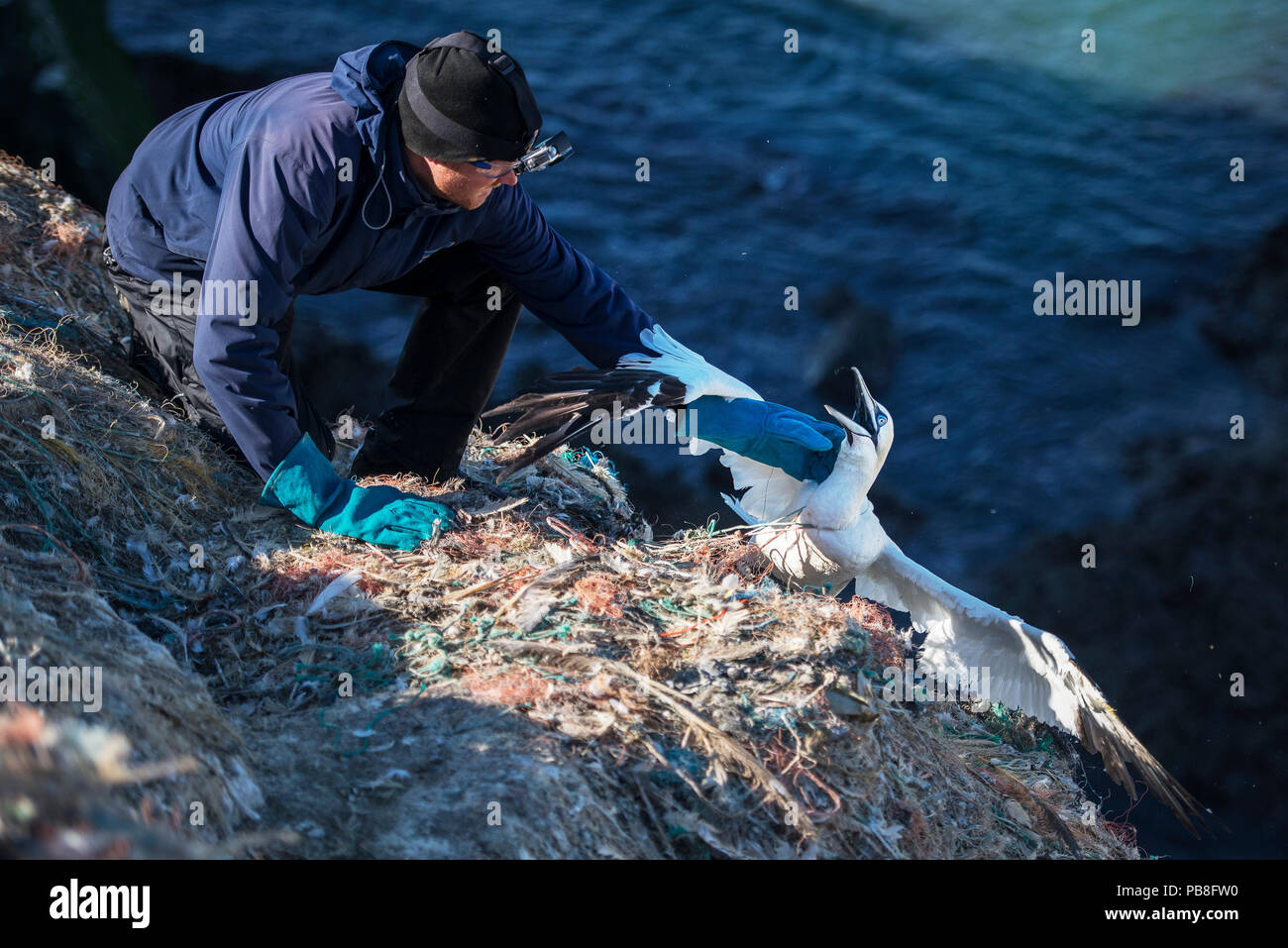 Libérer le scientifique fou de Bassan (Morus bassanus) empêtré dans les déchets marins. Grassholm Island, au Pays de Galles, Royaume-Uni. Octobre Banque D'Images