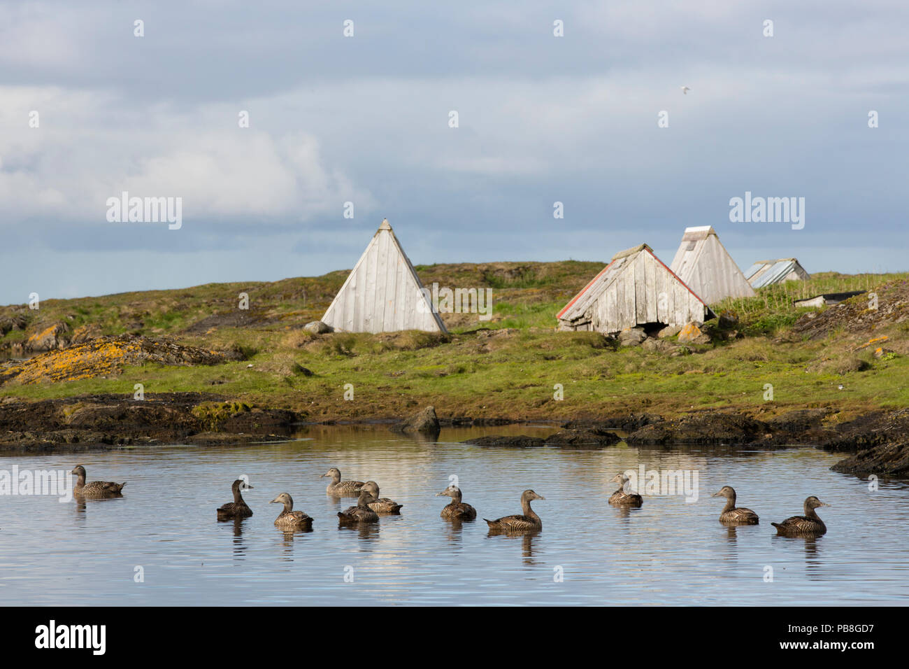 L'eider à duvet (Somateria mollissima) canards sur l'eau en face de refuges spécifiques prévues pour la nidification, une partie de la collecte vers le bas en Lanan, île de l'Archipel de Vega, la Norvège Juin Banque D'Images
