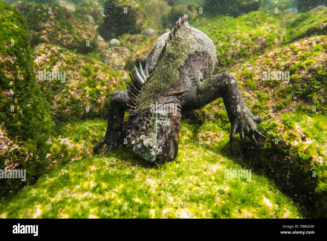 Iguane marin (Amblyrhynchus cristatus) alimentation en eau profonde pour trouver des algues, au large de la côte de l'île Fernandina sur Galapagos. Avril 2016. Beaucoup d'algues sur la côte et à faible profondeur ont été tués par les conditions météorologiques exceptionnellement douces El Nino. Banque D'Images