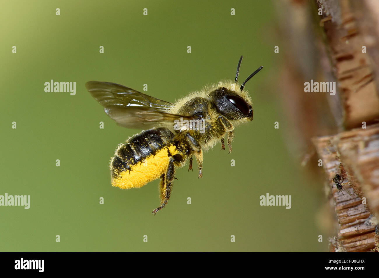 Blue Mason bee (Osmia leaiana) féminin, le CPCP a rempli de pollen, en vol de retour au nid dans le tube de bambou dans l'hôtel, jardin de l'abeille, Hertfordshire, Angleterre, Royaume-Uni, juin Banque D'Images