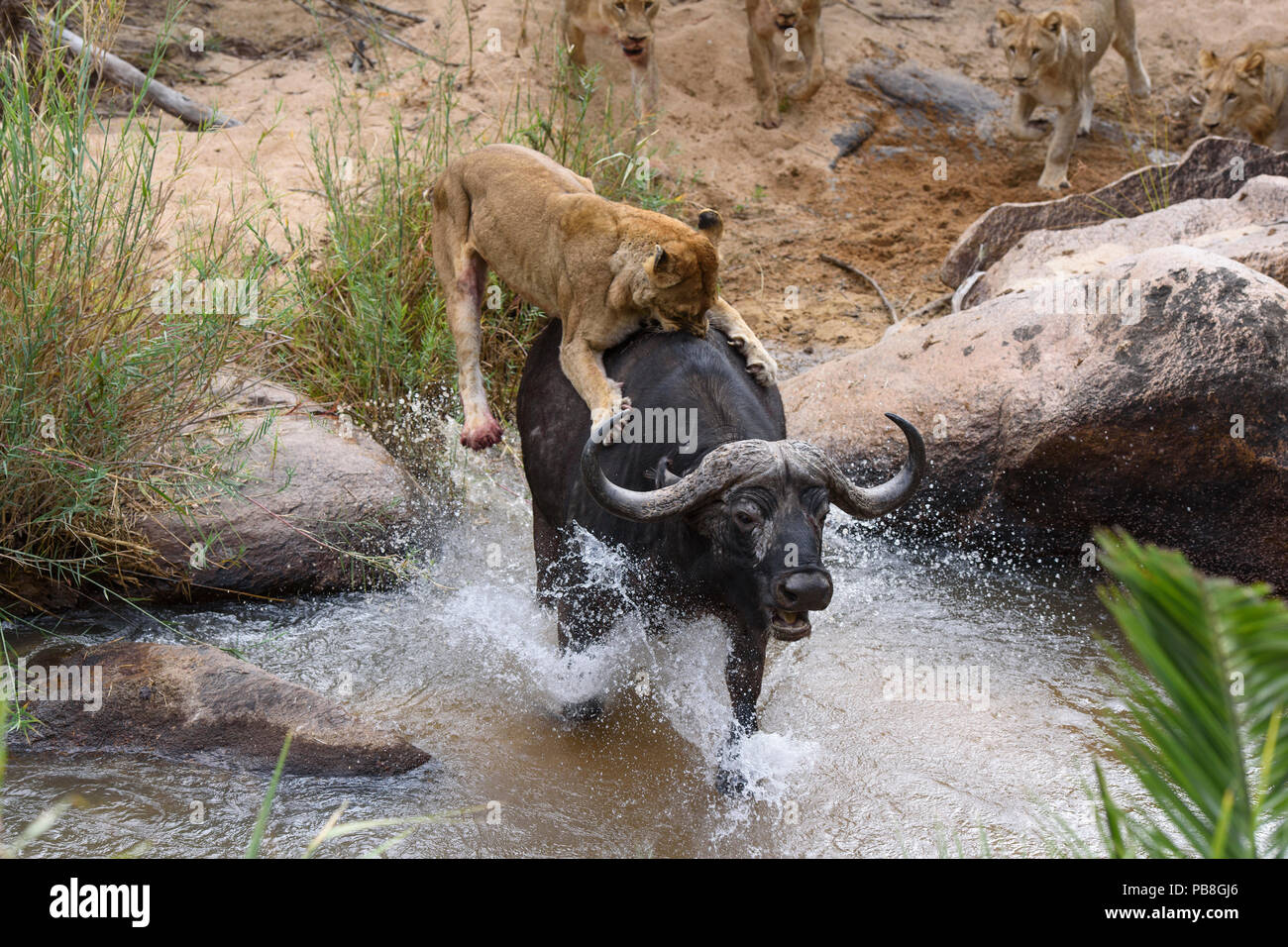 Lionnes (Panthera leo) essaie de faire tomber d'Afrique (Syncerus caffer) Londolozi Private Game Reserve, Sabi Sand Game Reserve, Afrique du Sud. La séquence 5 de 5 Banque D'Images