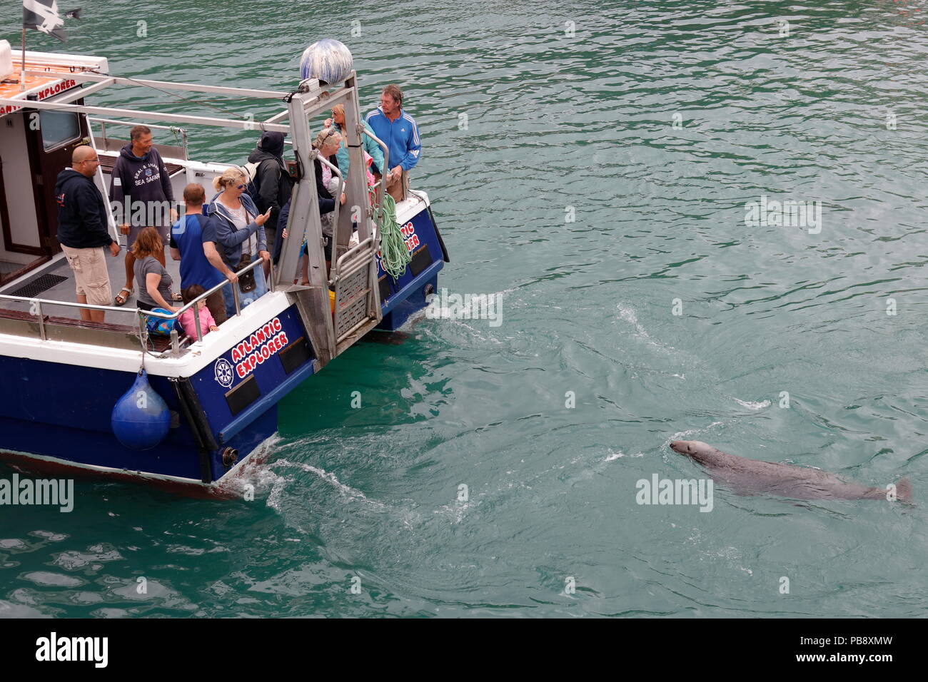 Newquay, Cornwall, UK. 27 juillet, 2018. Les touristes regarder le joint local dans le port de Newquay. Credit : Nicholas Burningham/Alamy Live News Banque D'Images