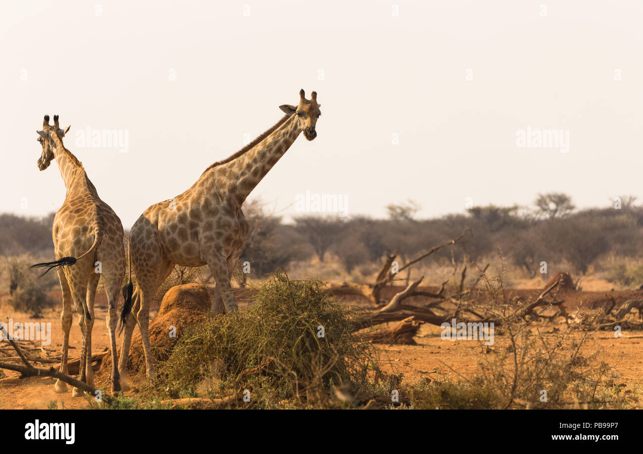 Deux ou deux girafes au trou d'eau ou au trou d'eau de la réserve de gibier d'Erindi en Namibie, en Afrique Banque D'Images