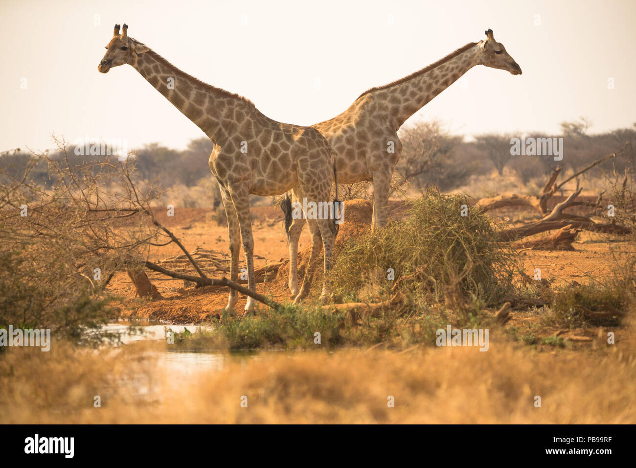 Deux ou deux girafes au trou d'eau ou au trou d'eau de la réserve de gibier d'Erindi en Namibie, en Afrique Banque D'Images