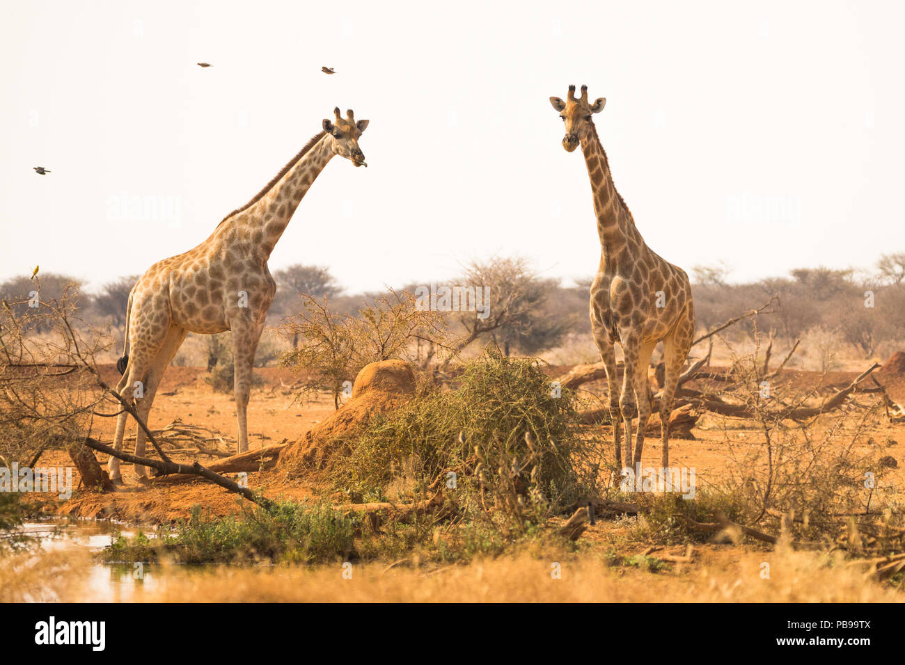 Deux ou deux girafes au trou d'eau ou au trou d'eau de la réserve de gibier d'Erindi en Namibie, en Afrique Banque D'Images
