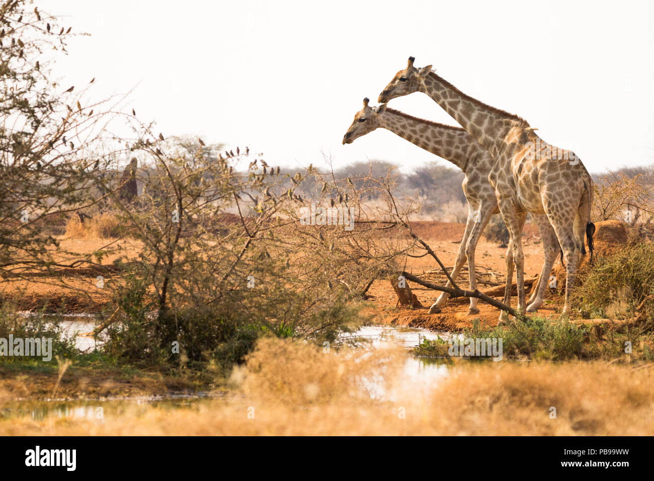 Deux ou deux girafes au trou d'eau ou au trou d'eau de la réserve de gibier d'Erindi en Namibie, en Afrique Banque D'Images