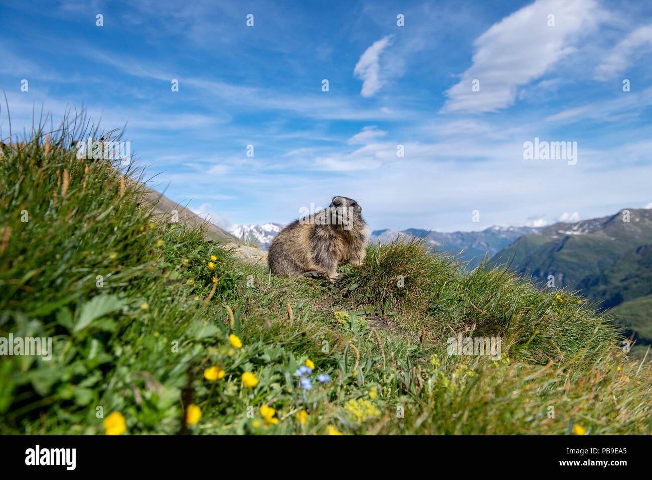 (Marmot Marmota) dans paysage de montagne, grand angle de vue, le Parc National du Hohe Tauern.Kärnten, Autriche Banque D'Images
