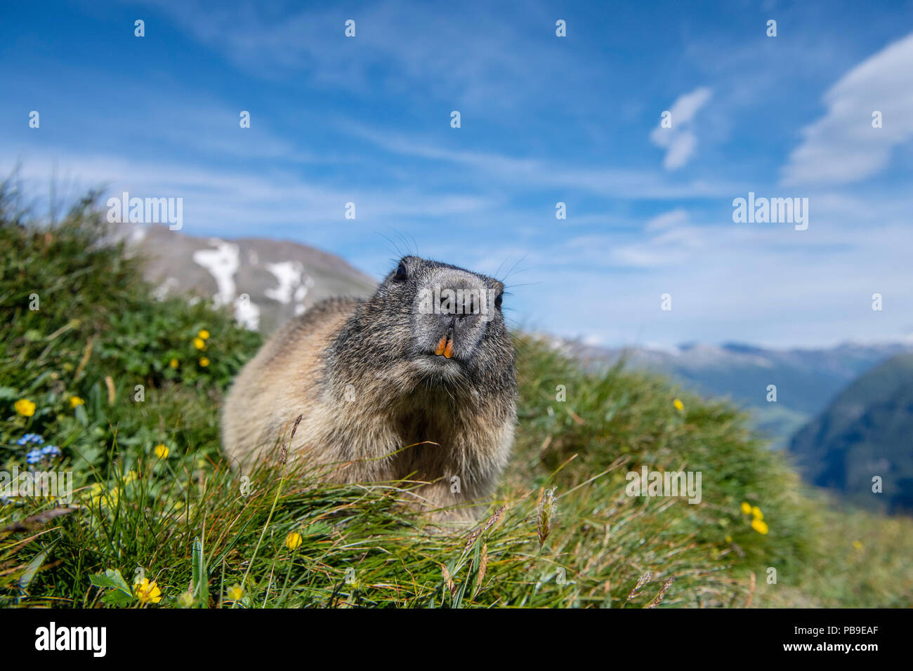 (Marmot Marmota), vue directe, grand angle de vue, le Parc National du Hohe Tauern.Kärnten, Autriche Banque D'Images