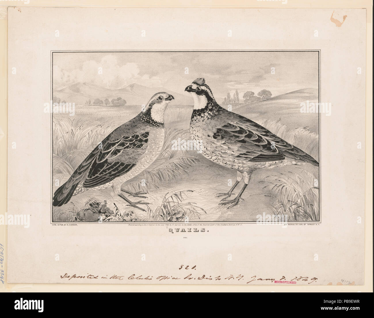 1238 Cailles RCAC2001703778 Banque D'Images