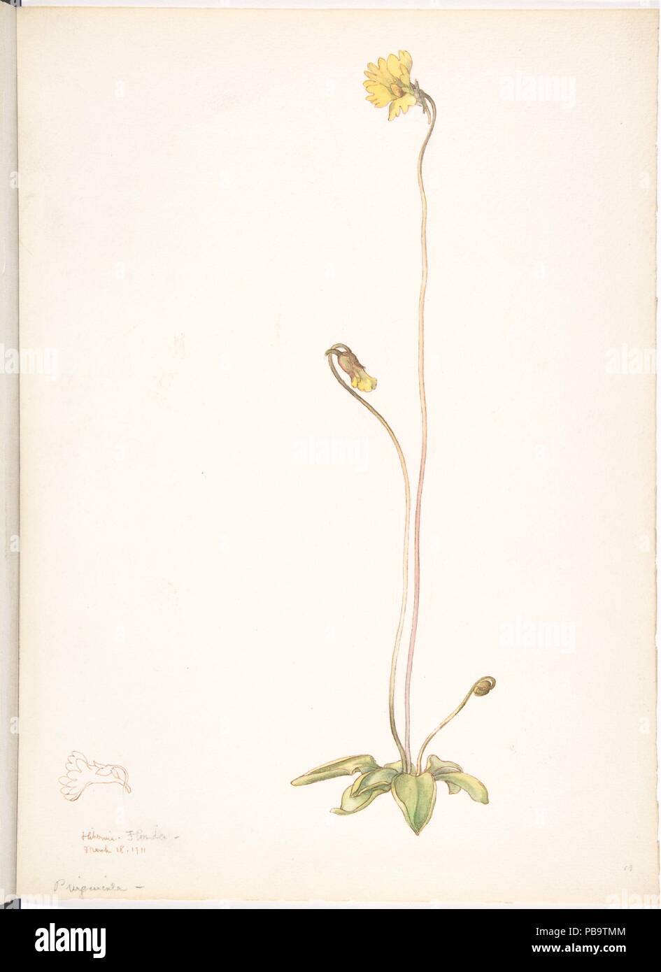 Pinguicula jaune. Artiste : Margaret Armstrong Neilson (américain, New York New York 1867-1944). Fiche technique : Dimensions : 13 x 9 11/16 15/16 in. (34,8 x 25,2 cm). Date : mars 18, 1911. Musée : Metropolitan Museum of Art, New York, USA. Banque D'Images