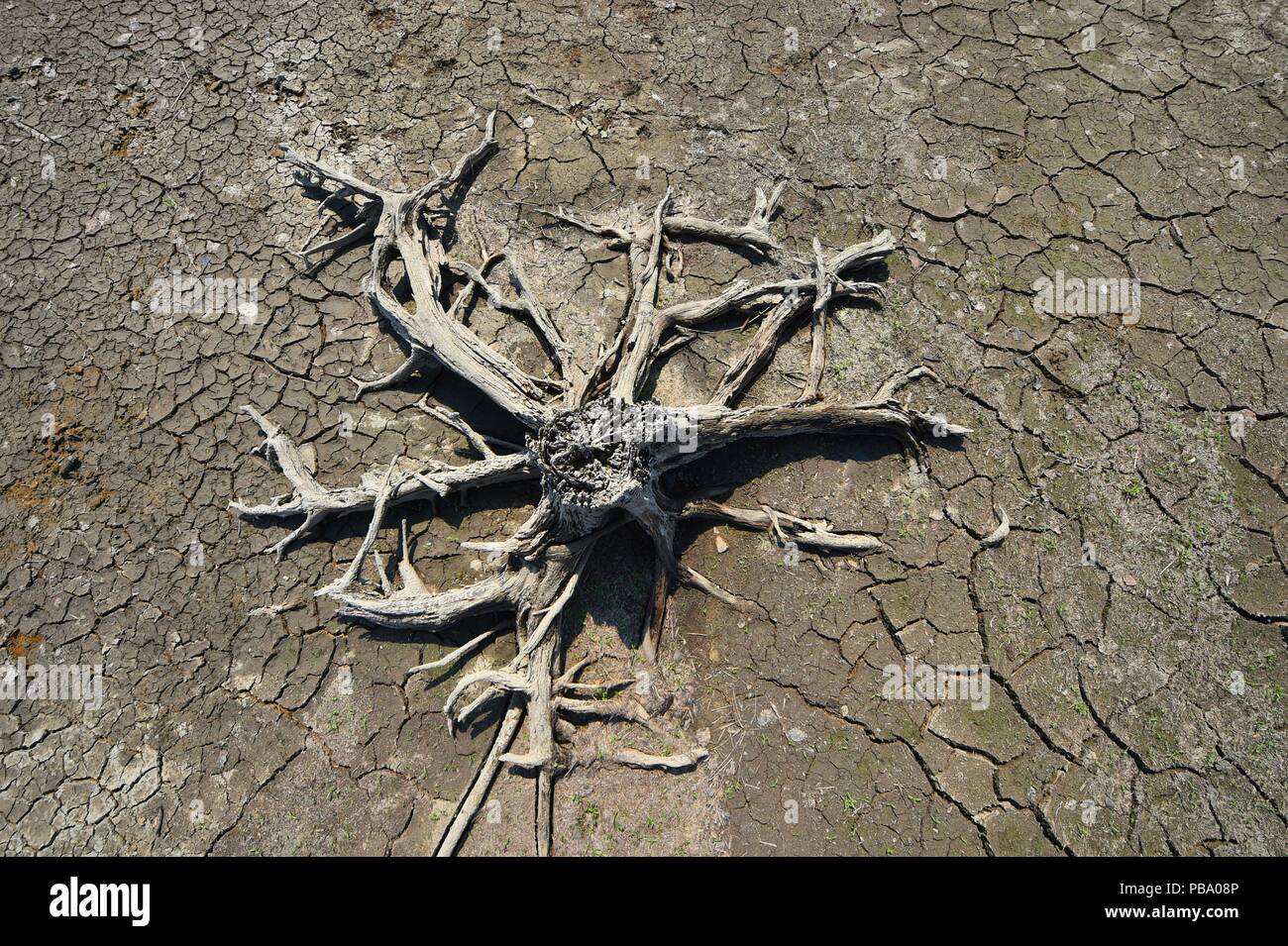 La sécheresse dans les montagnes du Harz, en Allemagne, près de ville d'Osterode, 23. Juillet 2018. Photo : Frank May | conditions dans le monde entier Banque D'Images