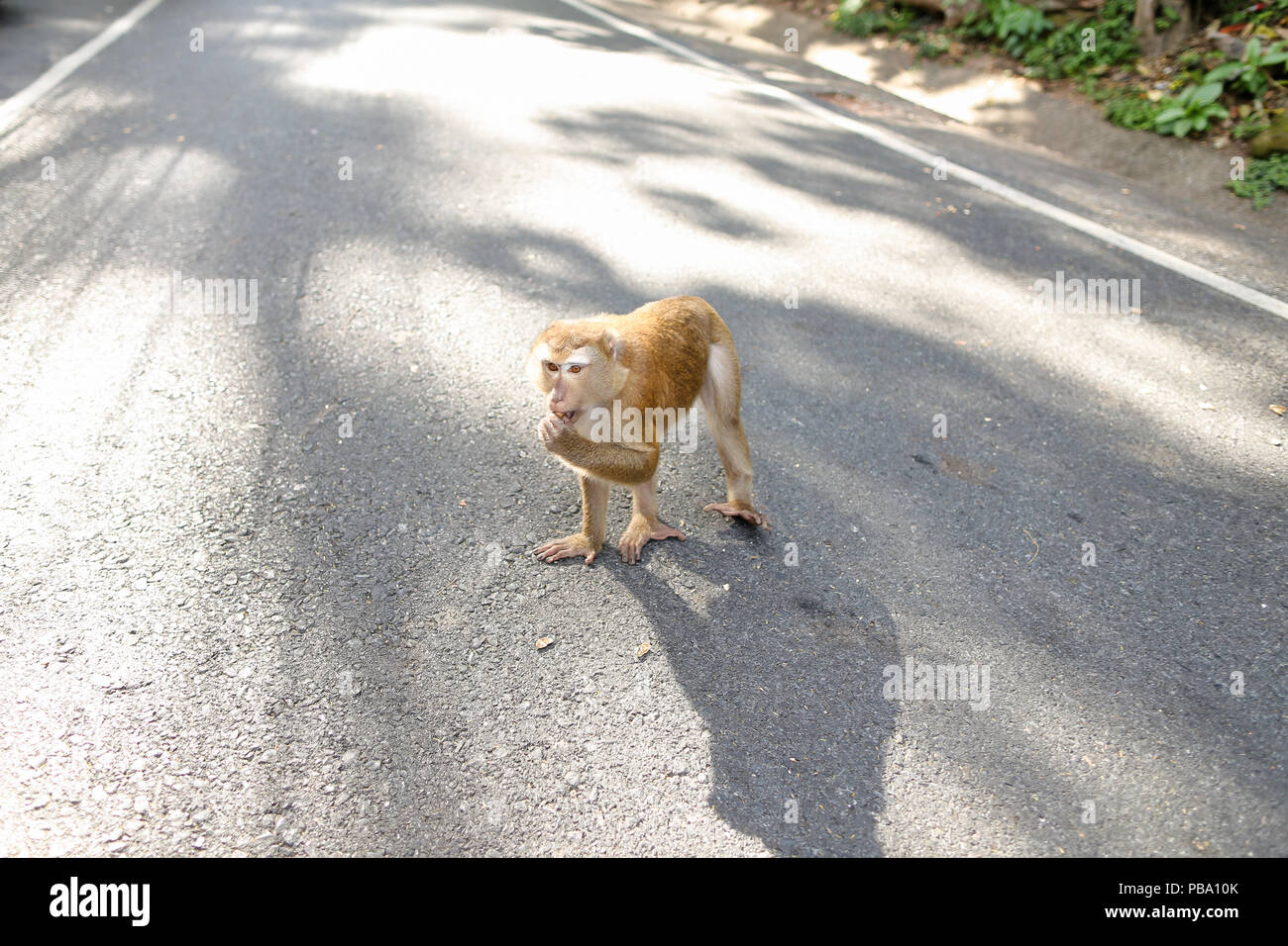 Monkey marche sur route en Thaïlande. Banque D'Images