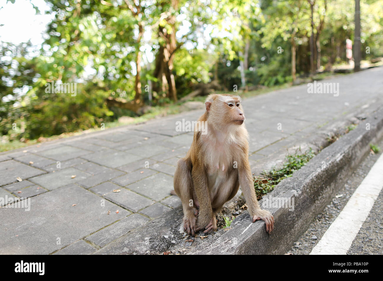 Petit Singe assis sur la route en Inde. Banque D'Images