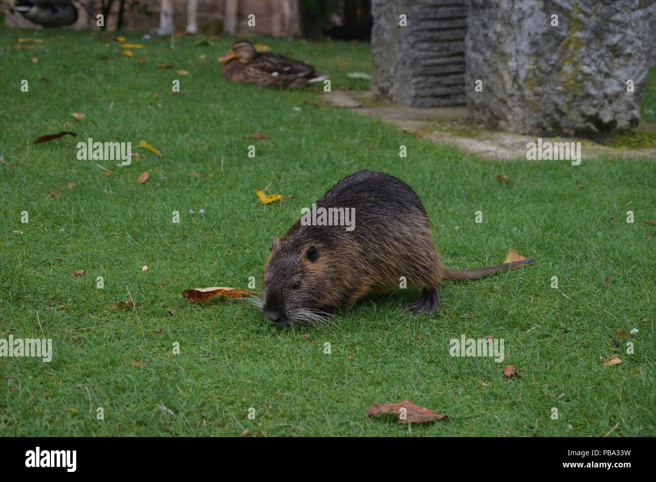 Spiny rat Banque de photographies et d’images à haute résolution - Alamy