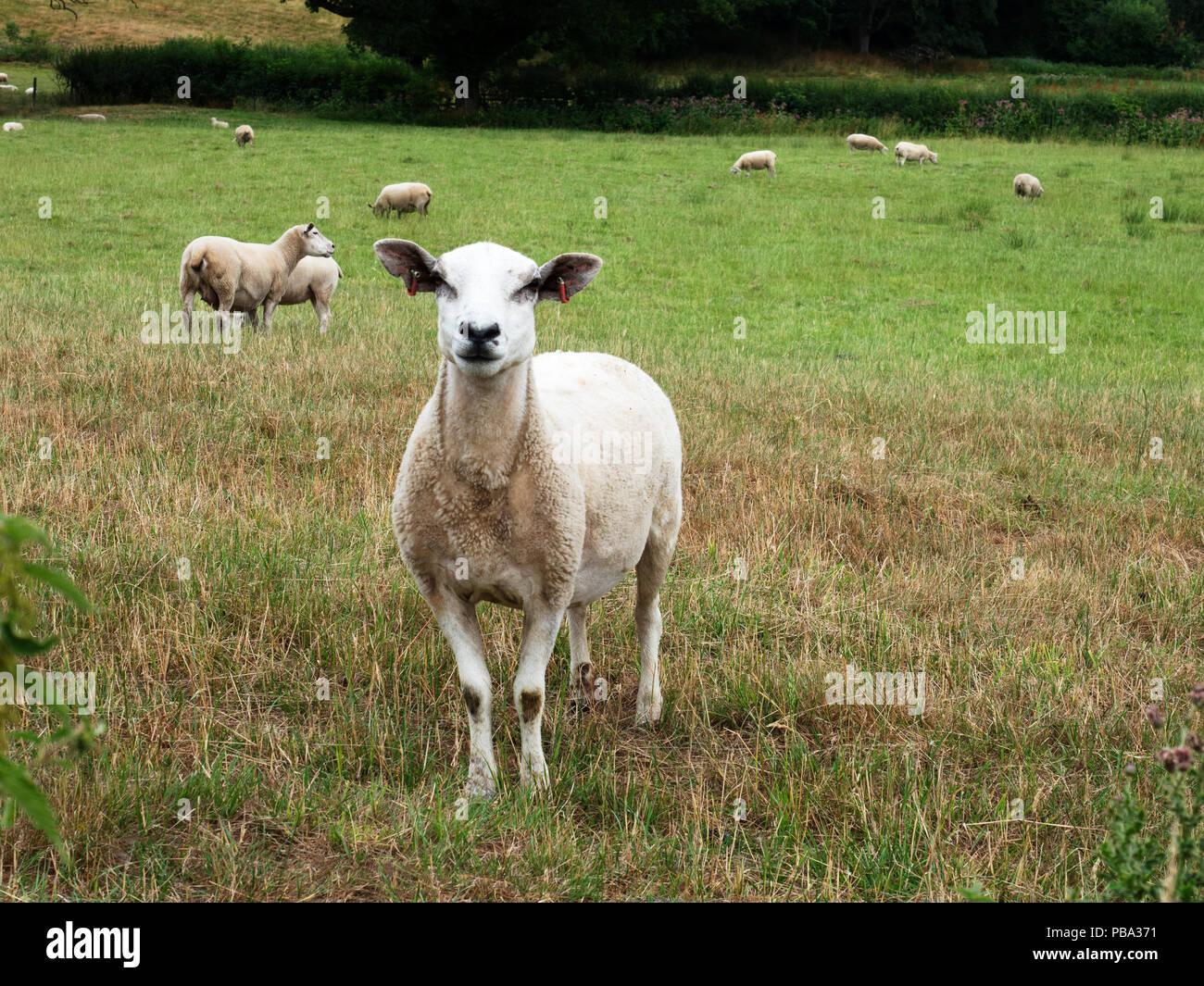 Moutons dans la vallée près de Pannal Crimple Harrogate North Yorkshire Angleterre Banque D'Images