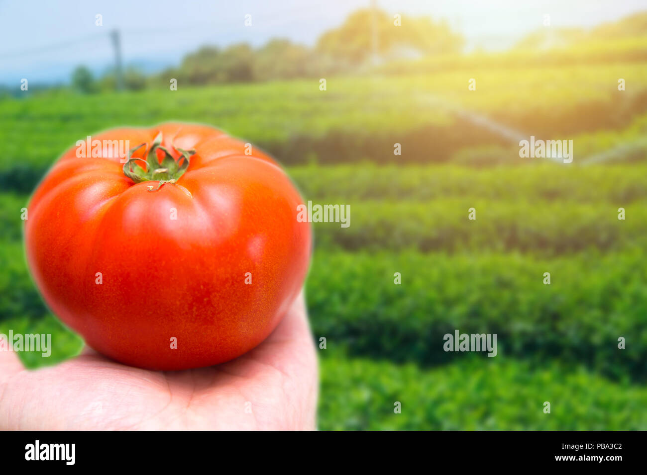 Plant de Tomate Tomate avec l'agriculture champ d'arrière-plan de ferme Banque D'Images