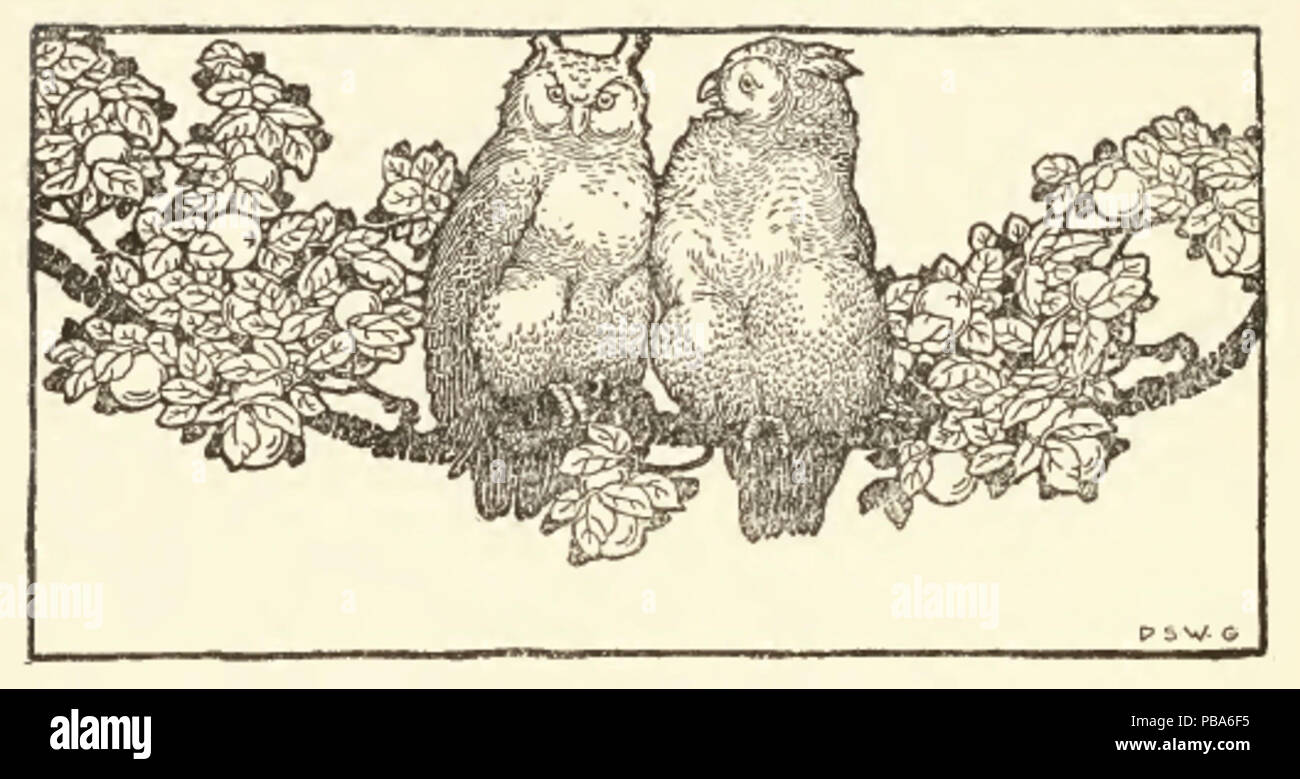 1064 M. et Mme Owl Banque D'Images