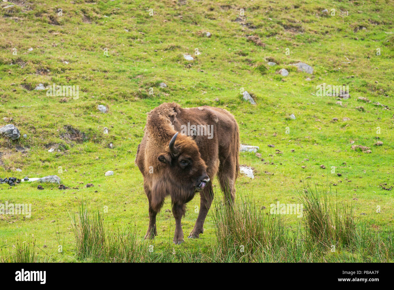 Bison d'Europe, le Bison bonasus,partie d'un petit programme de reproduction en captivité dans le Royaume-Uni, prises avec le téléobjectif. Banque D'Images