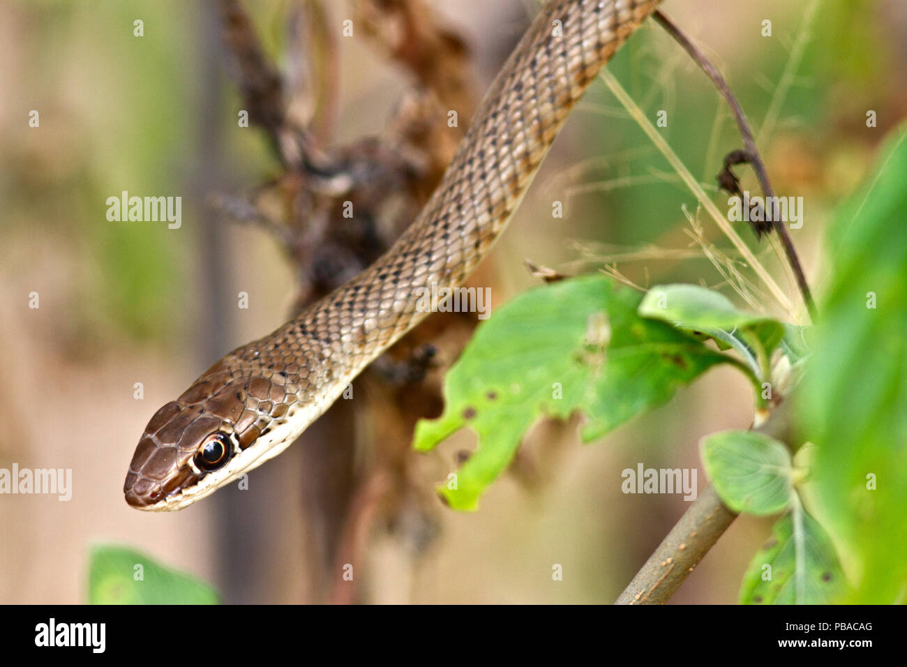 Un harnless Stripe Bellied Snake Sable repose dans un buisson à côté de la voie dans le Ruaha River Lodge. Banque D'Images