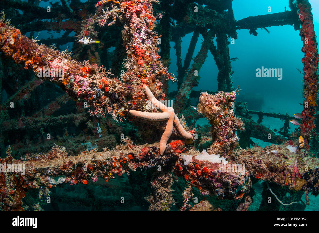 Les récifs coralliens artificiels site avec une étoile de mer linckia laevigata (bleu) Mabul, la Malaisie. Banque D'Images