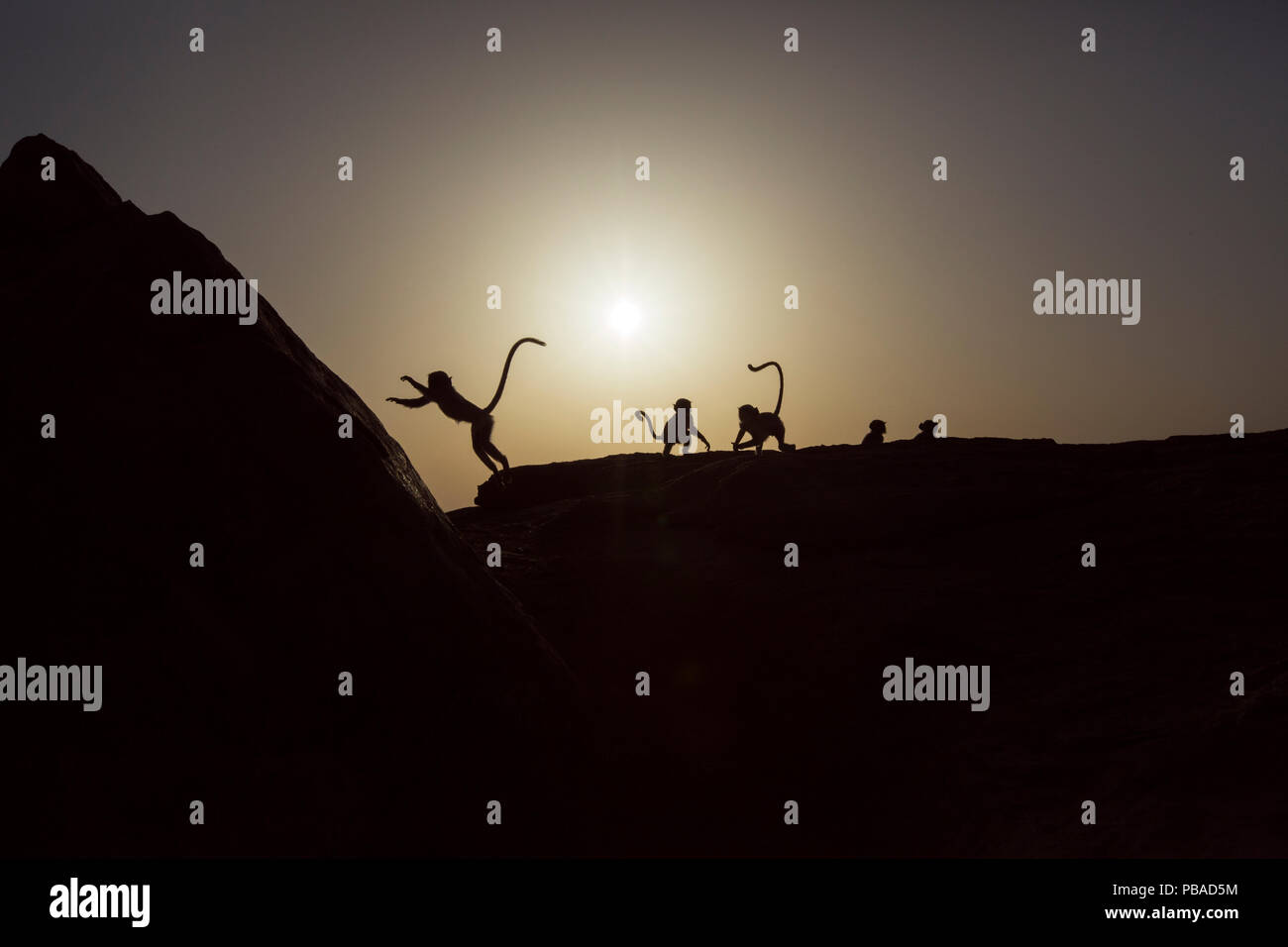 Plaines du sud gray langur Hanuman / langurs (Semnopithecus dussumieri) jouant sur la falaise, au lever du soleil . Jodhpur, Rajasthan, Inde. Mars. Banque D'Images