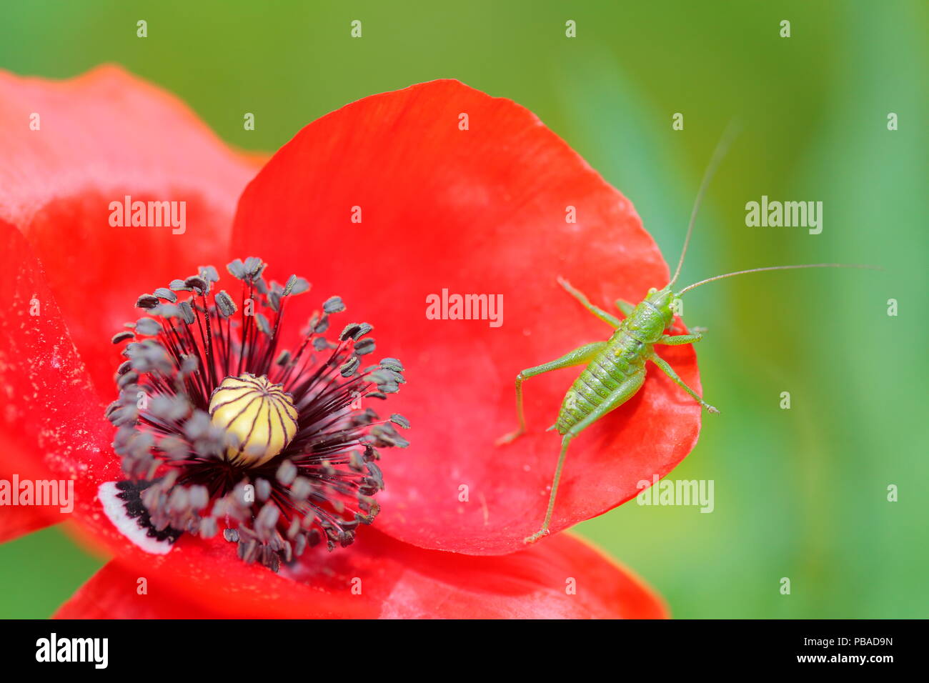 (Tettigonia viridissima) commun et pavot (Papaver rhoeas) Parc Naturel Sierra de Grazalema, dans le sud de l'Espagne, Avril. Banque D'Images
