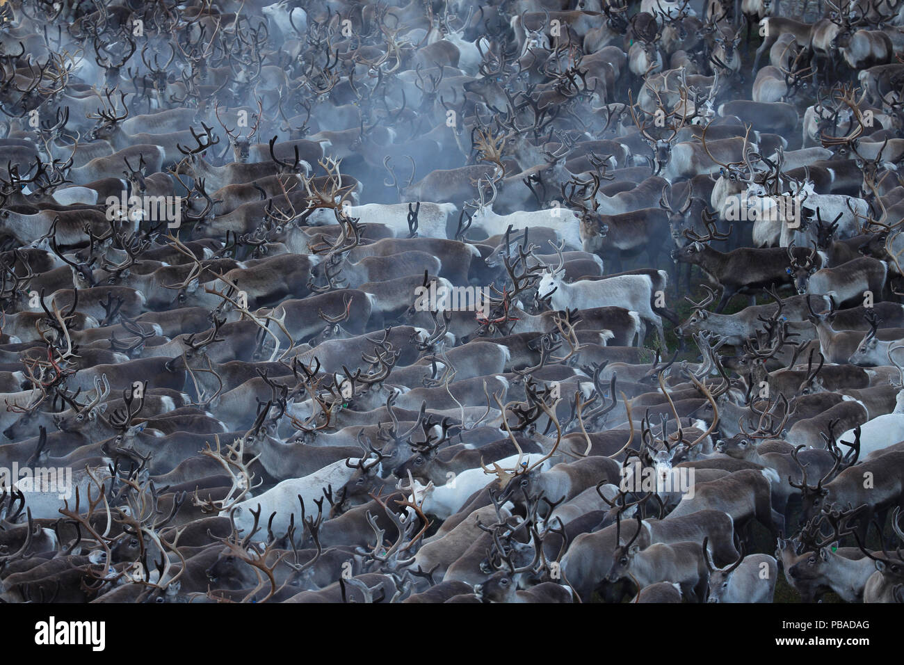 Les troupeau de rennes (Rangifer tarandus) groupe proche ensemble dans boîtier, Oppland, Norvège, en septembre 2014. Banque D'Images