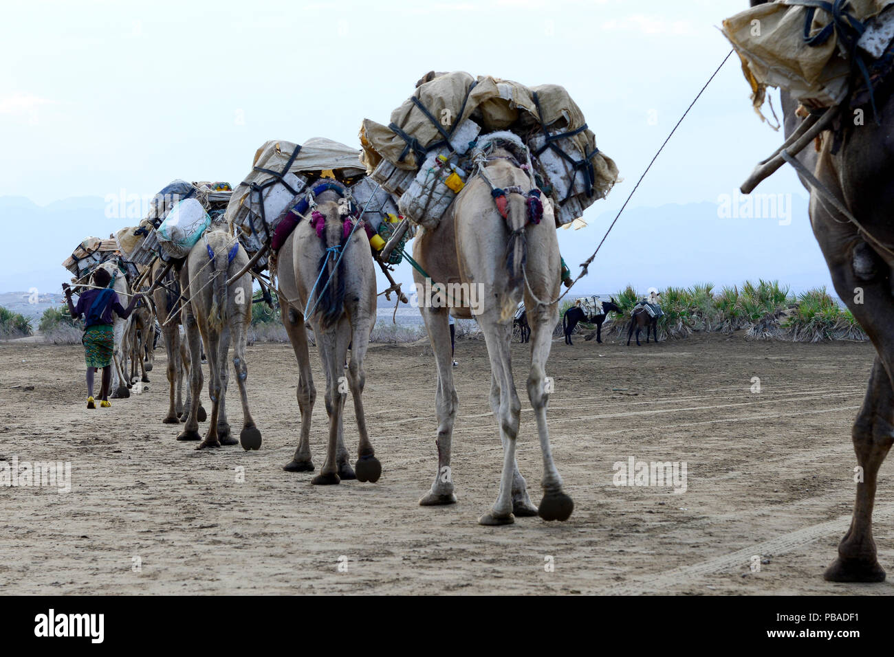 Caravane de sel de dromadaire chameaux (Camelus dromedarius), traverser le lac Assale, l'un des plus grands lacs de sel en Afrique. La région Afar, en Ethiopie, l'Afrique. Novembre 2014. Banque D'Images