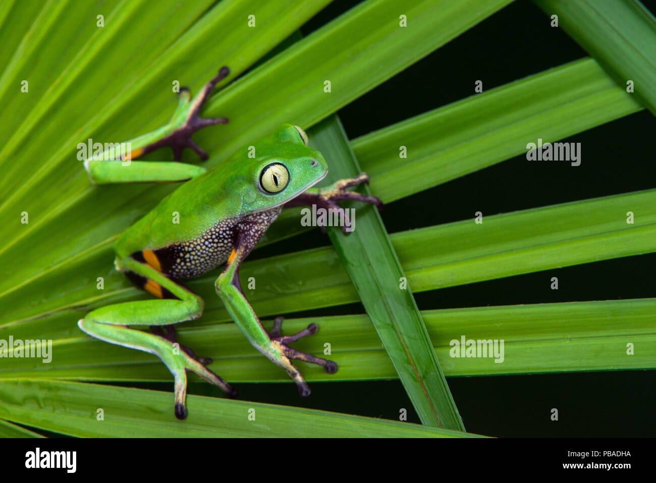 Agua Rica leaf frog (Phyllomedusa ecuatoriana) captive, endémique à l'Agua Rica, l'Équateur. Les espèces en voie de disparition. Banque D'Images