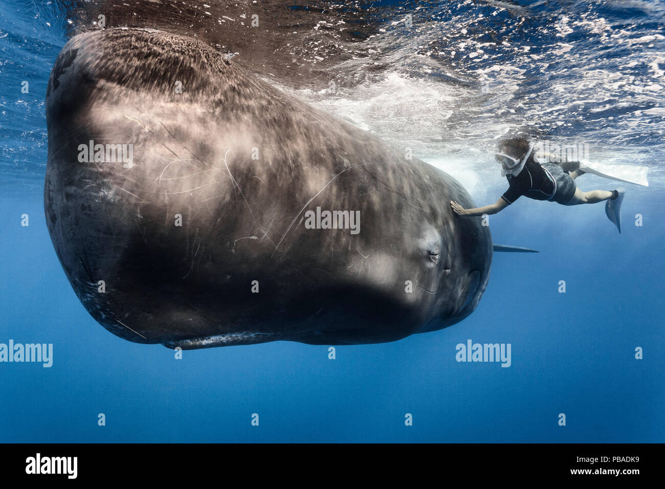 'Voiture' caressant nageur, un cachalot (Physeter macrocephalus) qui semble souvent à rechercher et appréciez le contact avec les gens. Caraïbes, janvier 2010. Parution du modèle. Banque D'Images