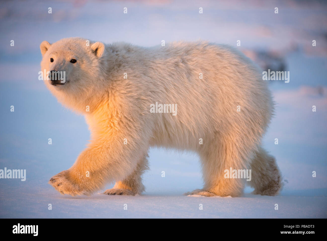 Les jeunes ours polaires (Ursus maritimus) marche sur la glace nouvellement formée, près de Kaktovik, l'île Barter, versant nord, Alaska, USA, octobre. Les espèces vulnérables. Banque D'Images