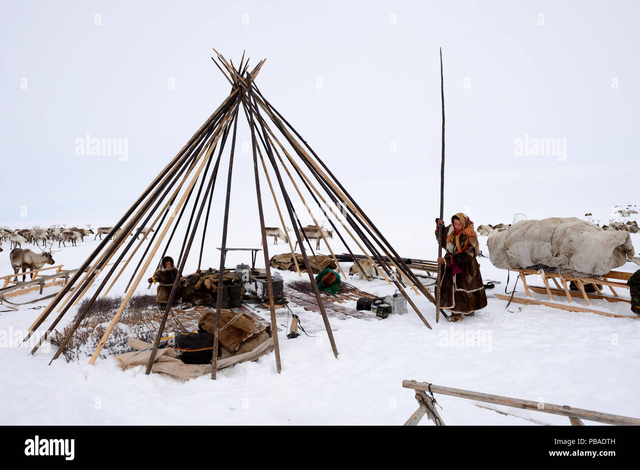 Les éleveurs Nenet érigeant tente sur la toundra. Yar-Sale, district du nord-ouest de Yamal, Sibérie, Russie. Avril 2016. Banque D'Images